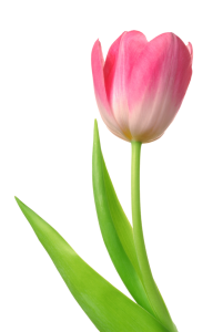 tulipan-7
